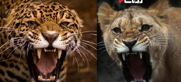 عکس شیر کوهی وحشی