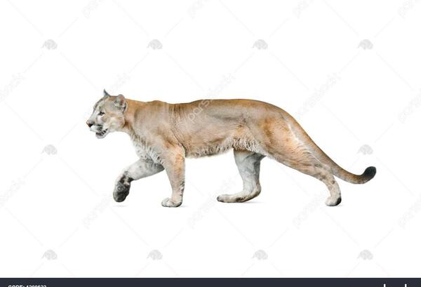 عکس شیر کوهی وحشی
