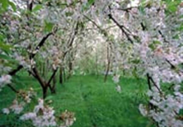 عکس طبیعت نوروزی