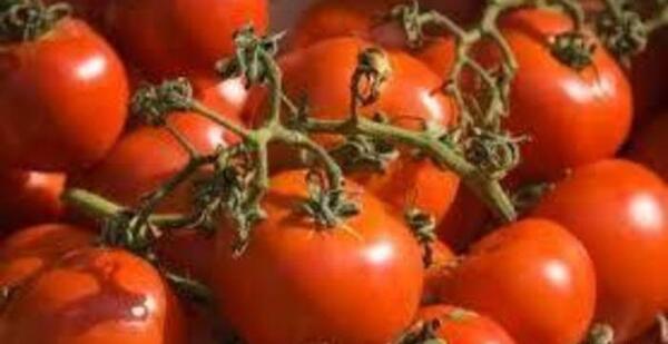 عکس کنه گوجه