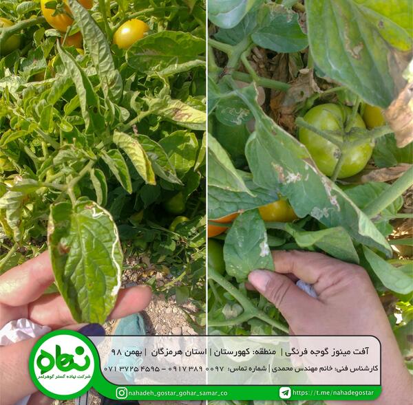 عکس کنه گوجه