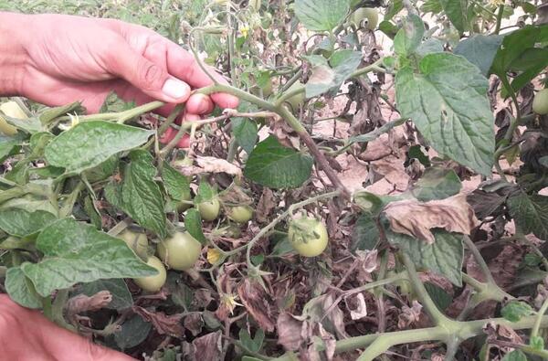 عکس کنه گوجه