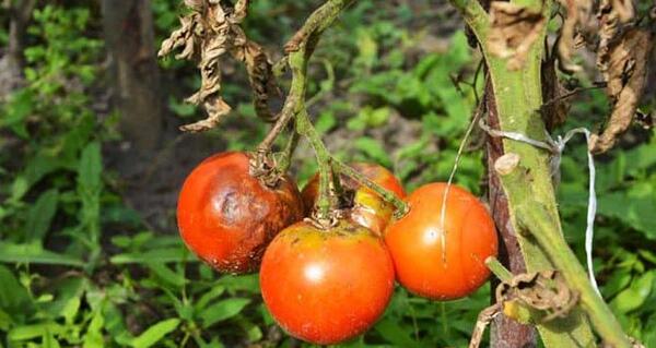 عکس کنه گوجه
