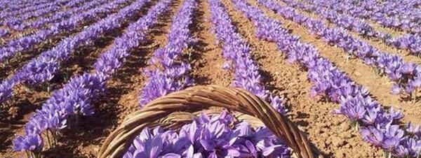 عکس زمین زعفران تربت جام
