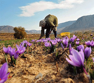 عکس زمین زعفران تربت جام