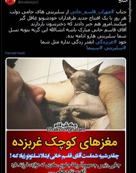 عکس سگ مهراب