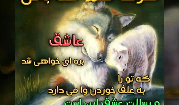 عکس سگ مهراب