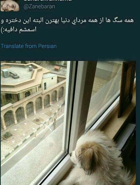 عکس سگ مهراب