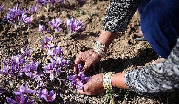 عکس زعفران مشهد