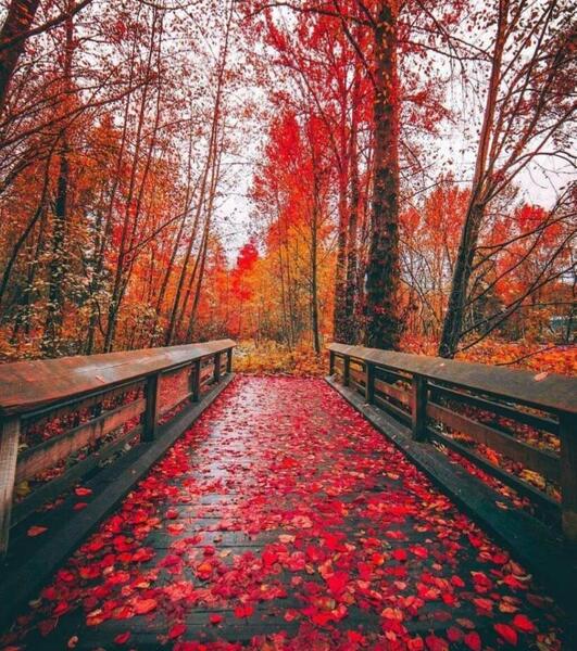 عکس طبیعت پر انرژی