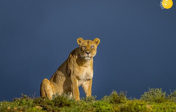 عکس شیر آبی رنگ