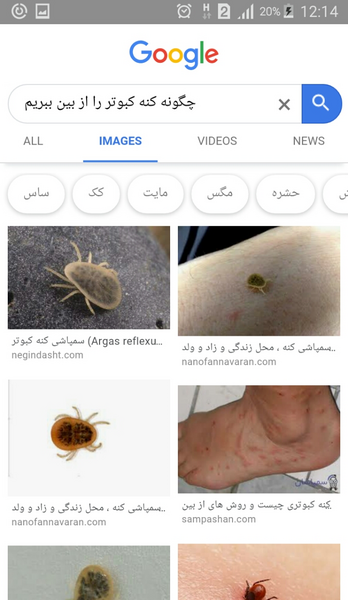 عکس کنه کفتر