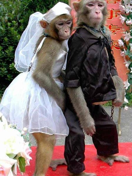 عکس عروسی طنز