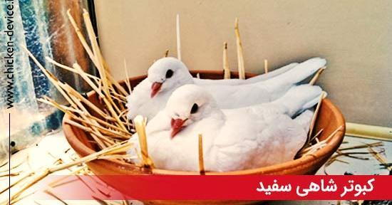 عکس شاه کفتر
