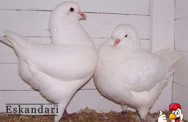 عکس شاه کفتر