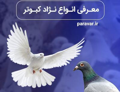 عکس شاه کفتر
