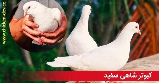 عکس شاه کفتر
