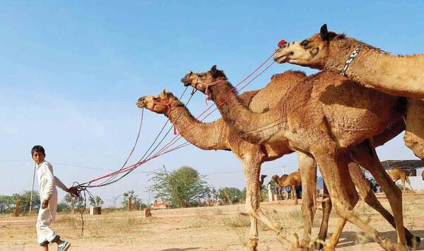 عکس شتر اسب