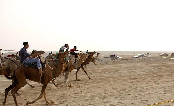 عکس شتر اسب