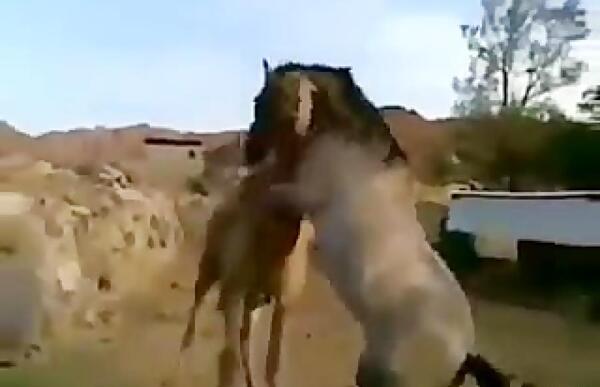 عکس شتر اسب