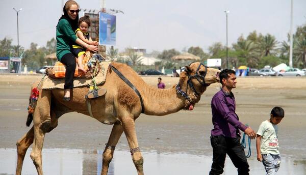 عکس شتر اسب