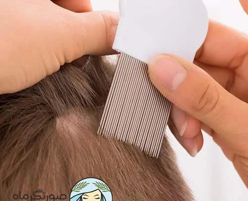 عکس شانه ی شپش