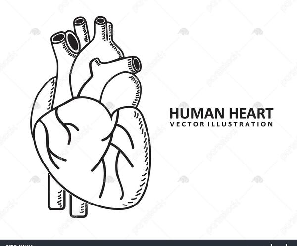 عکس نقاشی قلب انسان