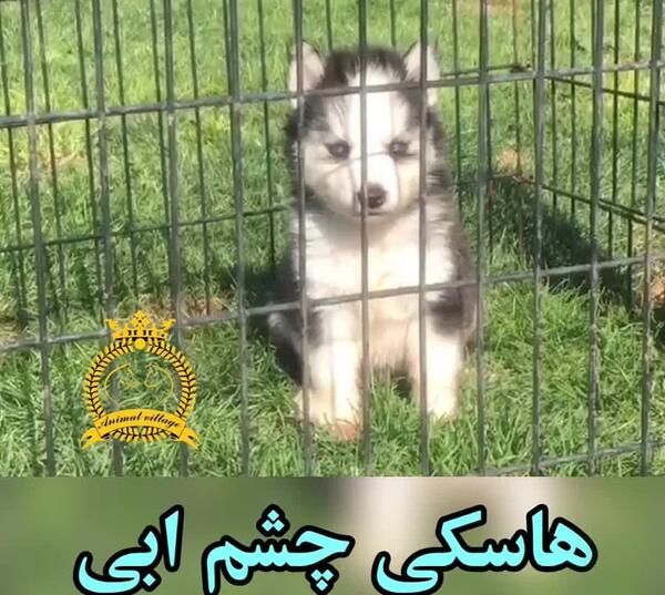 عکس توله سگ هاسکی چشم آبی