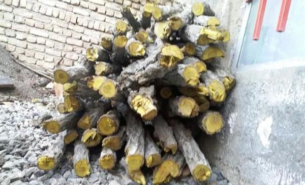 عکس چوب زرشک