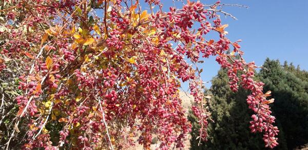 عکس چوب زرشک