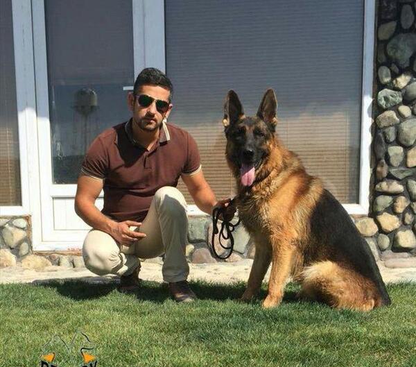 عکس سگ ژرمن کلاسیک
