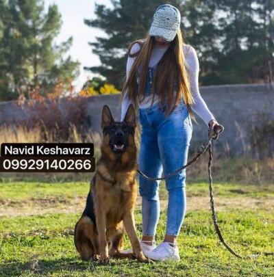 عکس سگ ژرمن کلاسیک