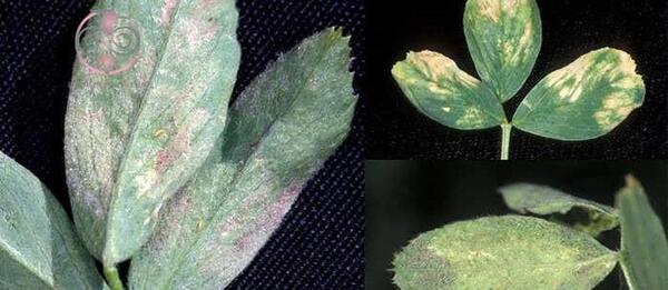 عکس برگ یونجه