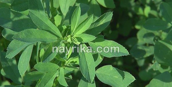 عکس برگ یونجه