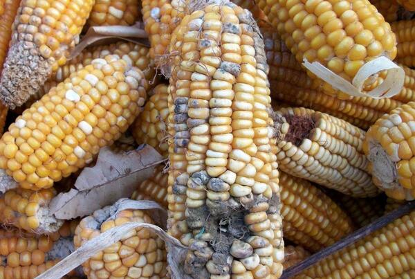 عکس ذرت های آلوده