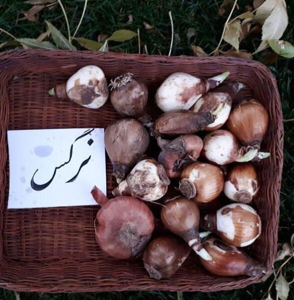 عکس ریشه ی گل نرگس