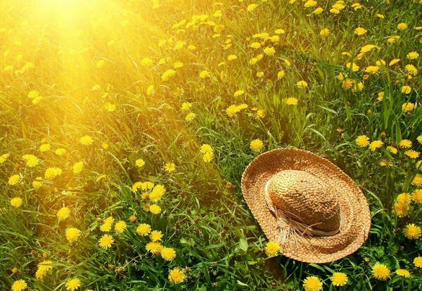 عکس منظره ی تابستانی