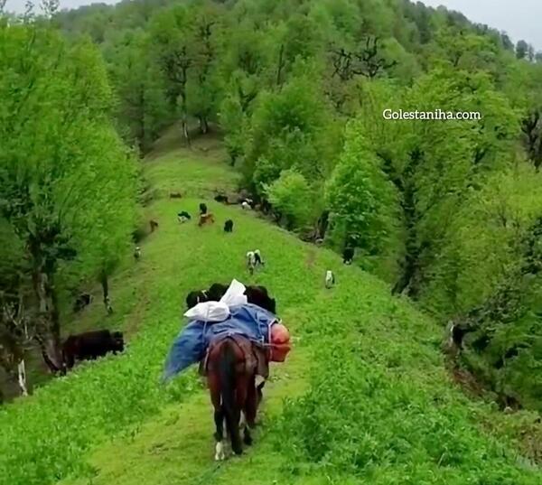 عکس جاهای دیدنی گیلان com