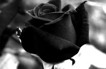 عکس دونفره گاز گرفتن