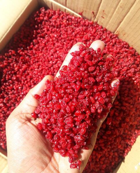 عکس زرشک دانه اناری
