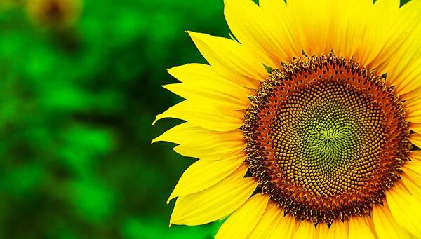 عکس گل آفتابگردان زیبا برای پروفایل