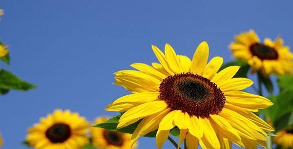عکس گل آفتابگردان زیبا برای پروفایل