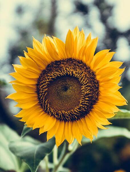 عکس گل آفتابگردان زیبا برای پروفایل