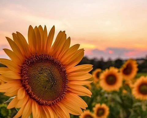 عکس گل آفتابگردان زیبا برای پروفایل