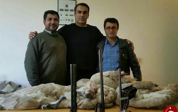 عکس های شکار قو