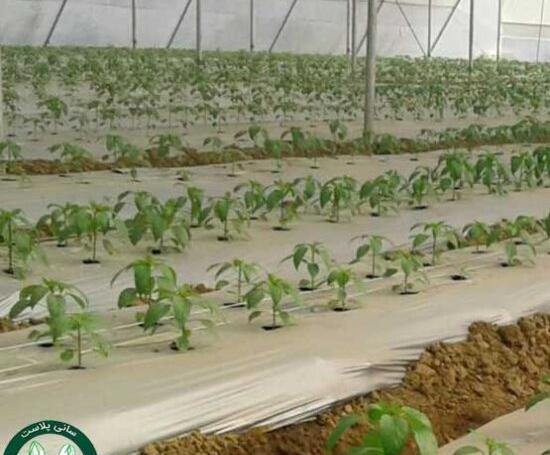 عکس کاشت صیفی جات