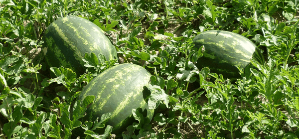 عکس کاشت صیفی جات