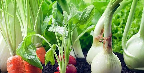 عکس کاشت صیفی جات