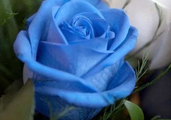 عکس گل مریم ابی