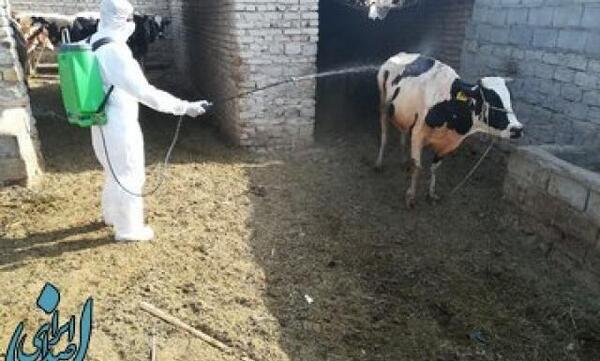 عکس بچه گاو یک روزه
